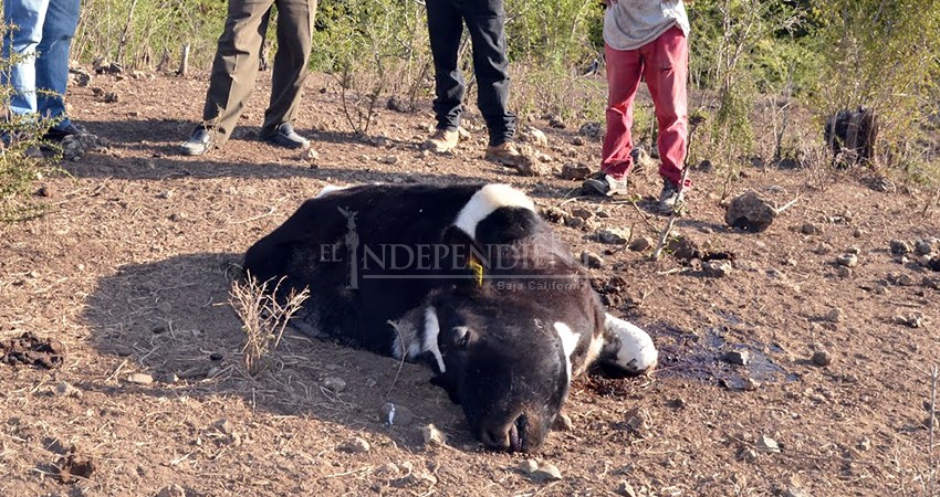 Una de cada ocho cabezas de ganado muere por sequía en BCS