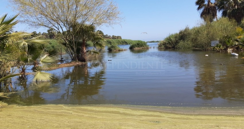 Asegura dirección de Ecología que en próximas semanas se estarán reflejando acciones en el Estero