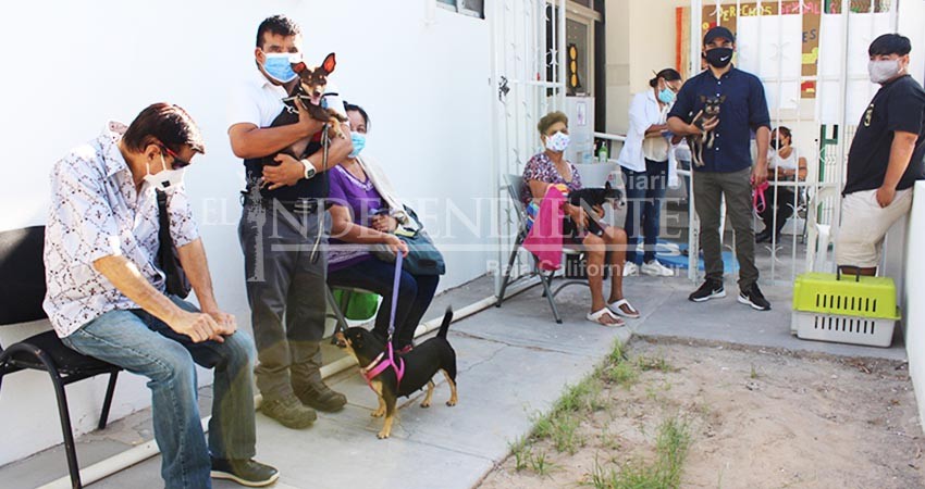 Jornadas de esterilización canina y felina en La Paz son permanentes