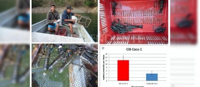 Patenta CIBNOR formulación y método de preparación de carnada a base de coco