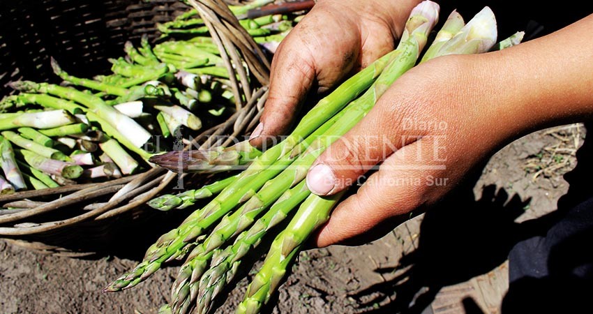 Baja California Sur, líder nacional en producción de espárrago