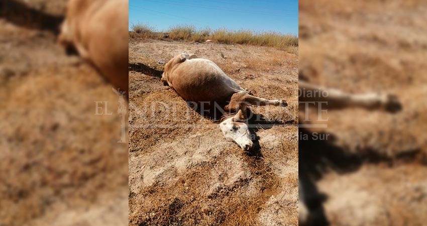 Pareja e hijo menor de milagro salvan la vida tras chocar con semoviente