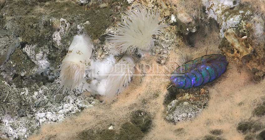 Descubren fuente hidrotermal con seis nuevas especies a 100 km de La Paz