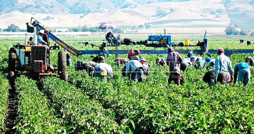 Denuncian trato inhumano a jornaleros en El Vizcaíno; piden apoyo de la autoridad 