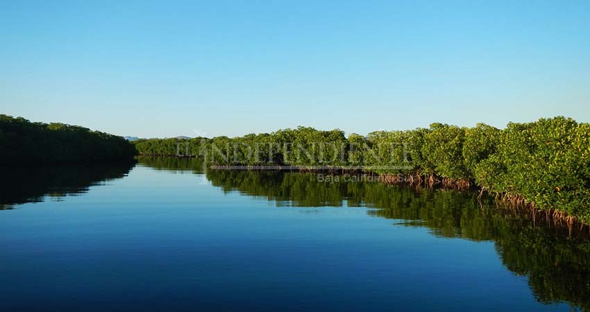 De nueva cuenta “Mar libre” limpiará manglares de La Paz