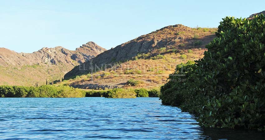 De nueva cuenta “Mar libre” limpiará manglares de La Paz