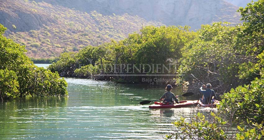 De nueva cuenta “Mar libre” limpiará manglares de La Paz