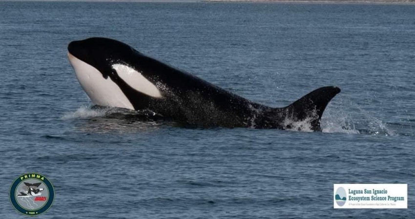 Captan orcas atacando a un Delfin en Laguna de San Ignacio 