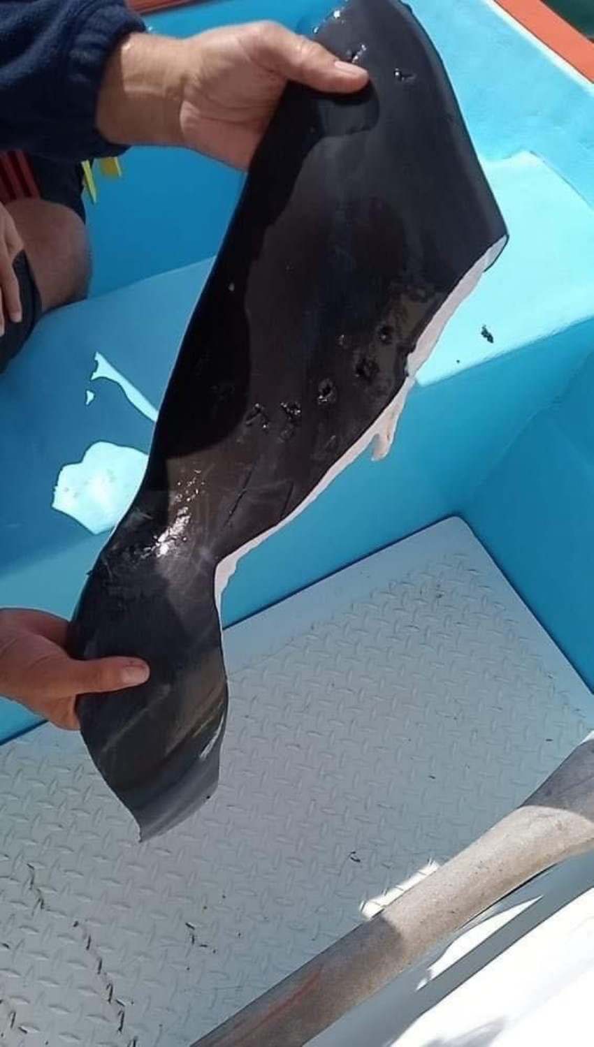 Captan orcas atacando a un Delfin en Laguna de San Ignacio 