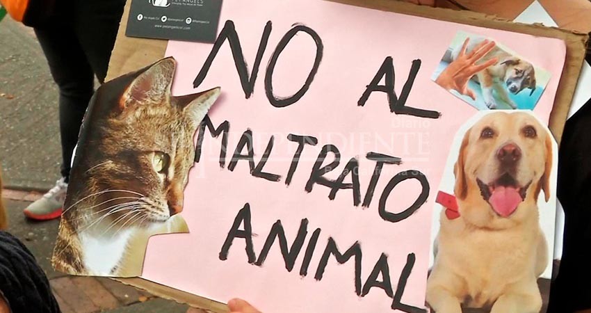 Ley contra maltrato animal es letra muerta sin acciones municipales: activista