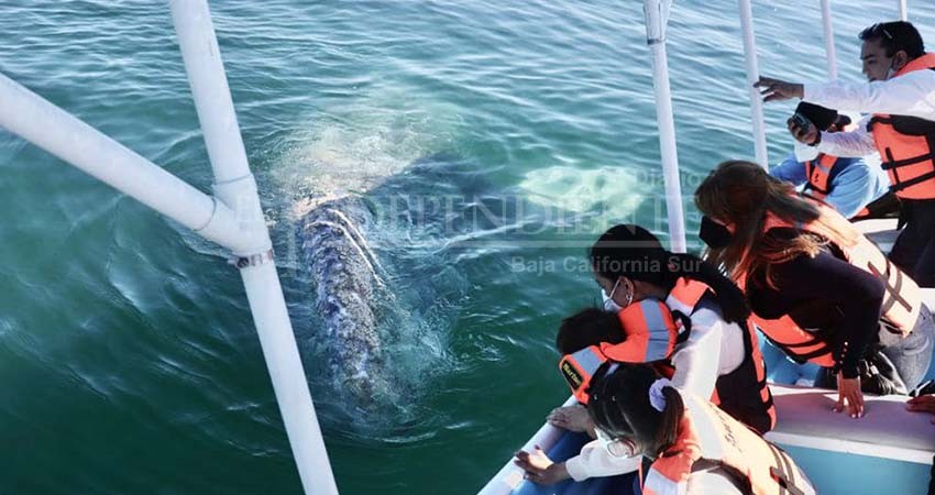Inauguran temporada de avistamiento de ballena gris en Puerto Chale