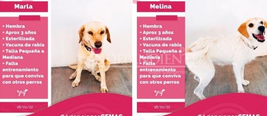 Cemac La Paz practica eutanasia solo cuando es necesario