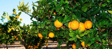 45 mil toneladas de naranja produce anualmente Valle de Santo Domingo