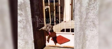 Rescatan perro atorado en reja metálica en Villas del Encanto