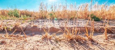“Megasequía” en México y EU, es el periodo más severo sin precipitación en décadas: investigación