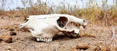 “Megasequía” en México y EU, es el periodo más severo sin precipitación en décadas: investigación