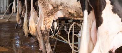 BCS produce anualmente 34 millones de litros de leche