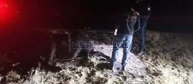 Ganado sueldo sigue causando accidentes en carretera federal