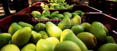 Por calidad, sabor y sanidad, el mango Sudcaliforniano destaca en Japón: SEPADA