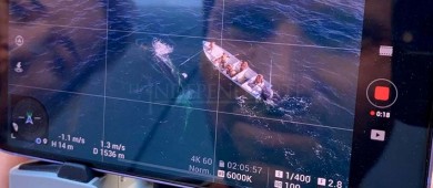 Desenmallan ejemplar ballena jorobada con apoyo de pescadores de Buenavista