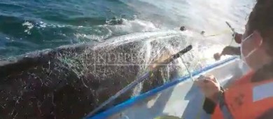 Desenmallan ejemplar ballena jorobada con apoyo de pescadores de Buenavista