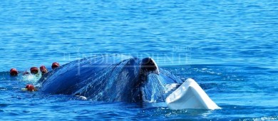 RABEN libera otra ballena de redes de pesca