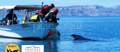 RABEN libera otra ballena de redes de pesca