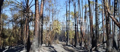 70% del territorio en BCS es forestal, el riesgo de incendios es inminente: CONAFOR