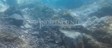 Cuantifica PROFEPA daño por Yate de Lujo en corales protegidos de Isla Danzante