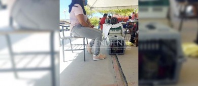 Exitosa campaña de esterilización canina y felina en UABCS Los Cabos