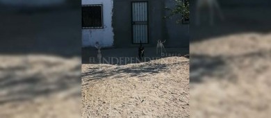 Mujer es atacada por perro en la Márquez de León