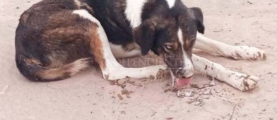 Una crueldad, “aparecen” varios perros envenenados en Ciudad Constitución