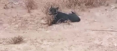 Una crueldad, “aparecen” varios perros envenenados en Ciudad Constitución