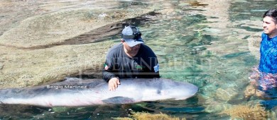 Evitan varamiento de cachalote hacia San Juan de la Costa