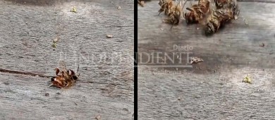 Polinizadoras de la Sierra La Laguna en riesgo por fumigación descontrolada