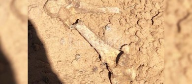 Colectivo de búsqueda ubican osamentas de al menos 4 personas