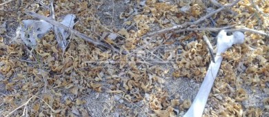 Ubican restos óseos en las inmediaciones de Calafia en La Paz