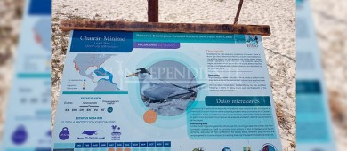 Este 2022 aumenta la anidación del Gallito Marino en el Estero de SJC