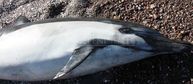 Investigan mortandad de decenas de delfines en la bahía de La Paz
