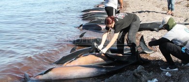 Investigan mortandad de decenas de delfines en la bahía de La Paz