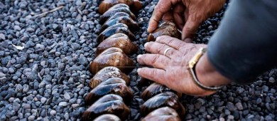 Reactivan Festival gastronómico de la almeja chocolata en Loreto