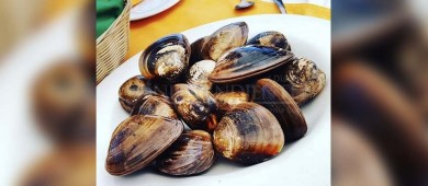 Reactivan Festival gastronómico de la almeja chocolata en Loreto