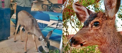 Rescatan cría de venado en Loreto; sospechan que pudo haber bebido agua contaminada