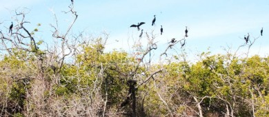 Destina gobierno estatal sólo 7.7 mdp para protección ambiental de todo BCS: CEMDA