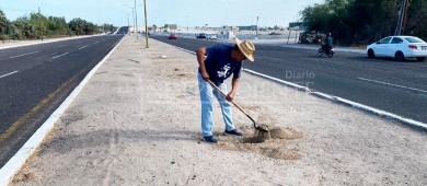 Realiza Servicios Públicos de La Paz acciones de reforestación en Pino Payas