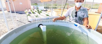 Trabaja UABCS en proyecto comunitario de acuaponia