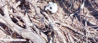 Encuentran restos humanos en zona despoblada de La Paz