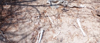 Encuentran restos humanos en zona despoblada de La Paz