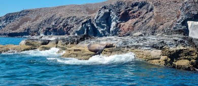 Áreas Naturales Protegidas en BCS preservan espacios naturales