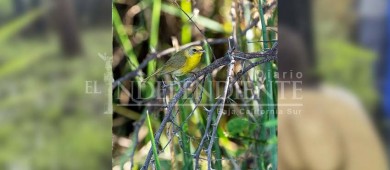 Grupo de investigación de UABCS Los Cabos realiza muestreo de la “Mascarita Peninsular” en comunidades del sur del estado